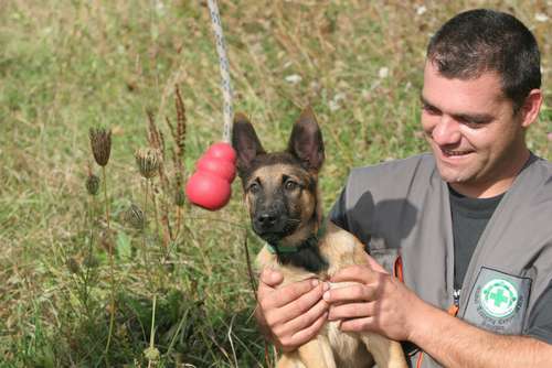 おもちゃのコングが何より好き（ｃ）大塚敦子