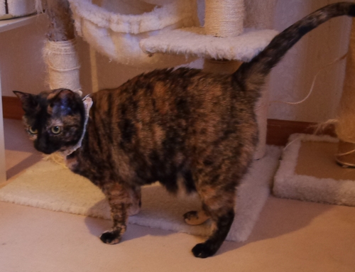 歩さんが庭先で保護した「さくら」は個室でのんびり生活中