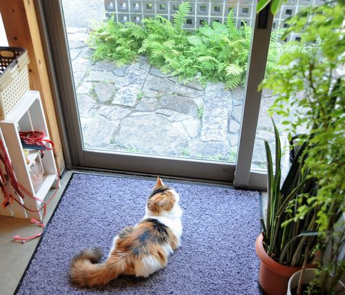 花ちゃんは店頭でお出迎え