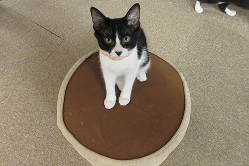 家族になってね