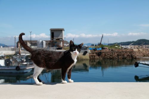 雑種、野良猫…ニッポンの猫“和猫”にほっこり心なごむ一冊 | 「犬