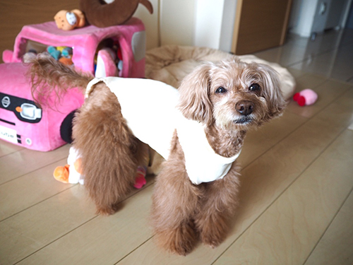 獣医さんお手製の術後服。ハイネックで意外とカワイイ