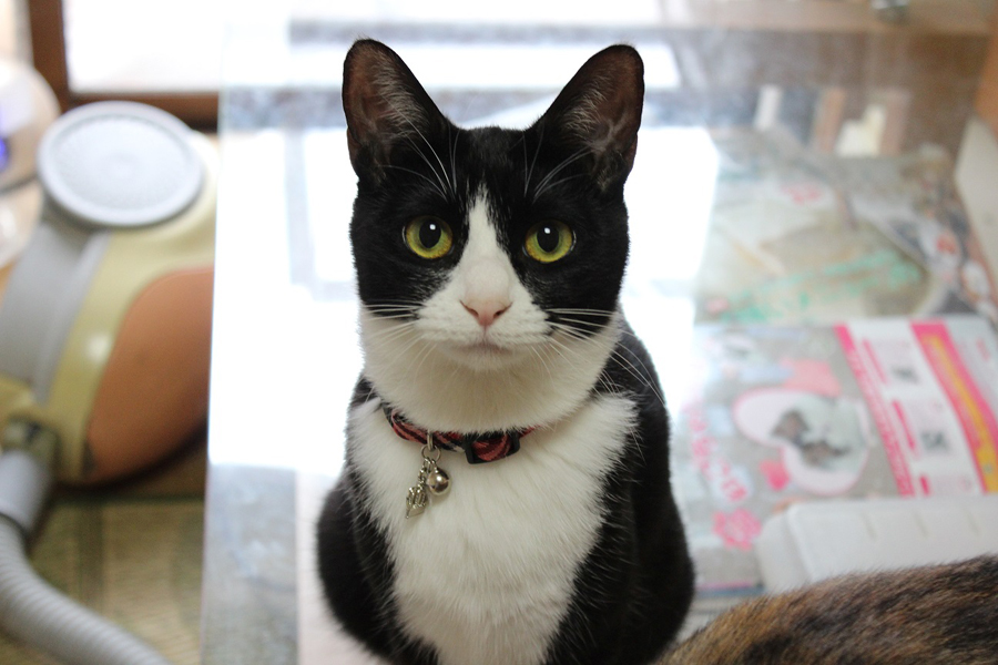 きりっと成長したハチ