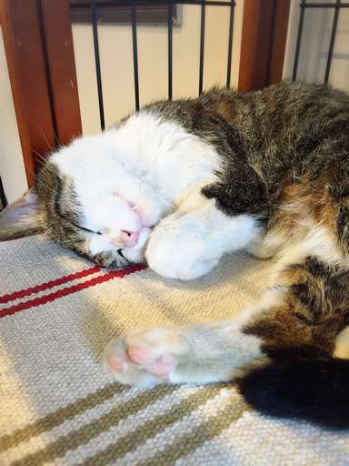 「猫の丸いアールのフォルムが分かるのが良いですね」（荻窪さんの講評）