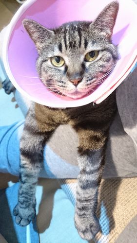 甘えているところ