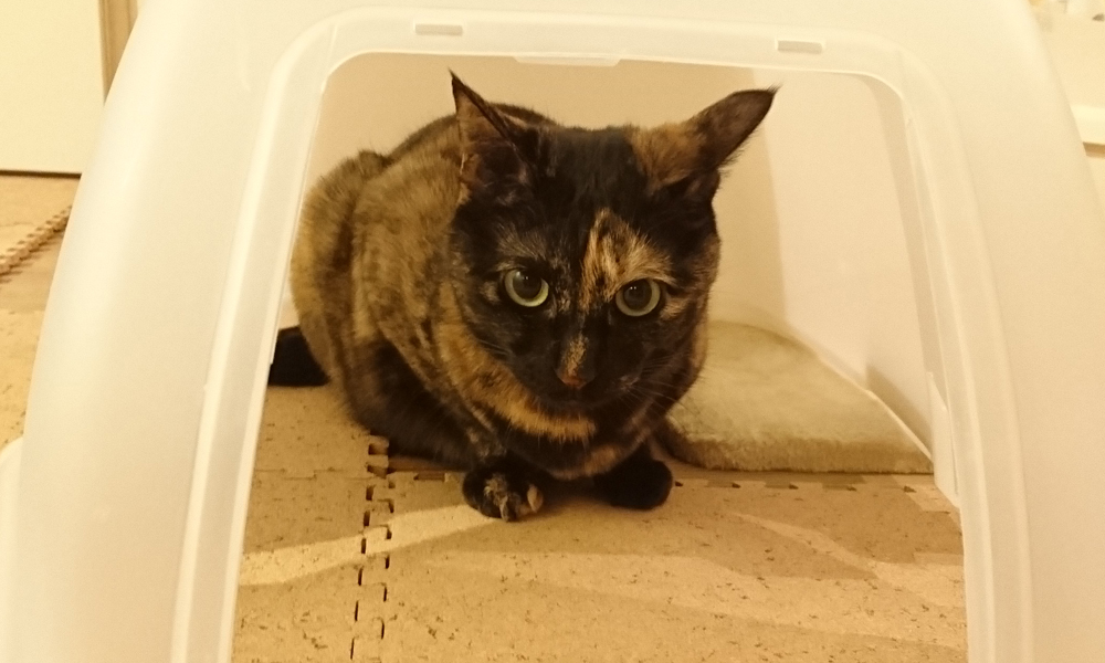 掃除中のトイレのふたに隠れるあんず。