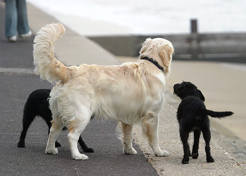 犬の気持ちは尻尾に表れる 尻尾の振り方で意味が違う 犬 猫との幸せな暮らしのためのペット情報サイト Sippo