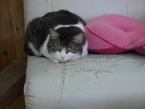 ふっくらしたシェルターの猫