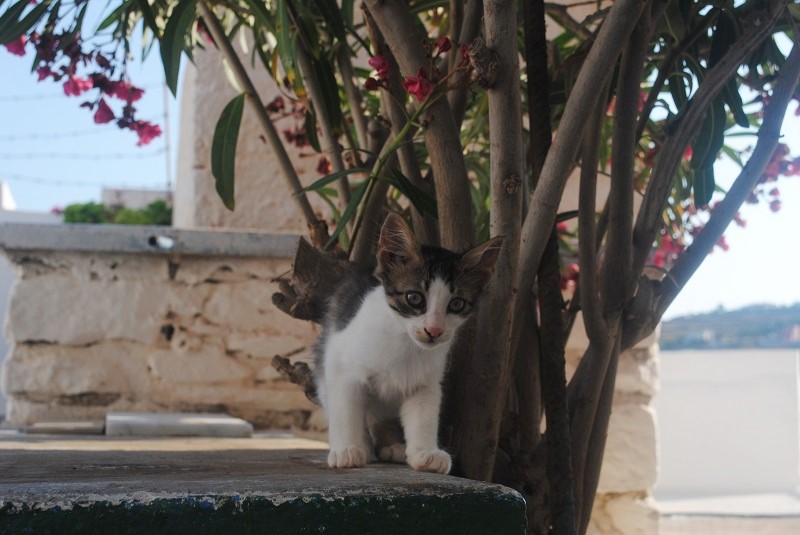 興味津々！でもドキドキ。