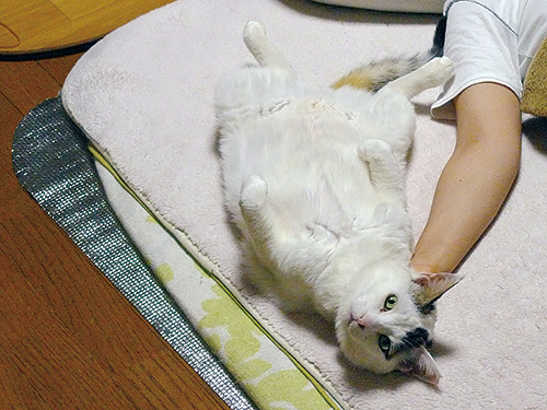 いじめられ続けた優しい猫「ぽー」 ごついカメラマンが救った  犬・猫 