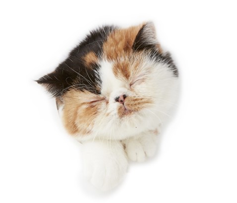 持ち上がるだろうと襖の陰から謹んで拝見する。