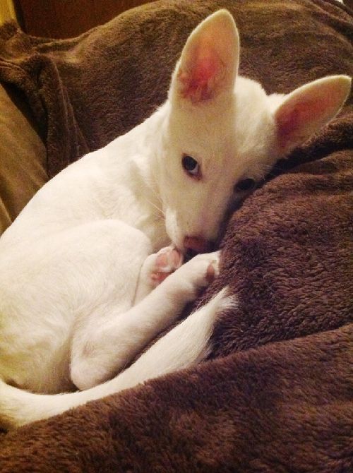 特徴的な耳。キツネ？フェネック？「正真正銘犬です」