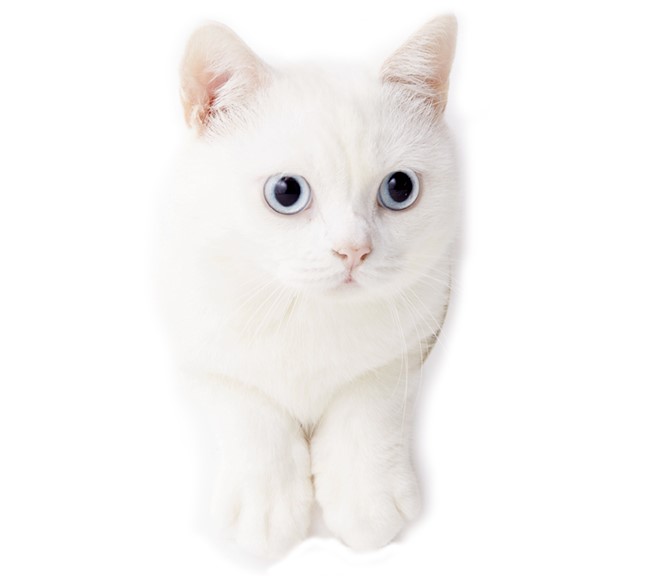 猫だって主人の事だから大に心配になる。