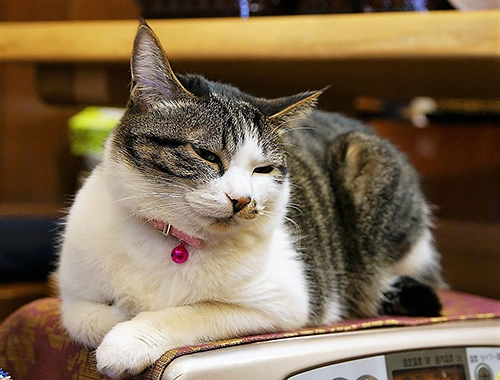 ヒーターの上が温かくてお気に入り（大塚さん提供）