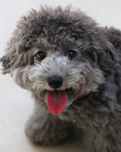 トイプードル＝竹谷俊之撮影 