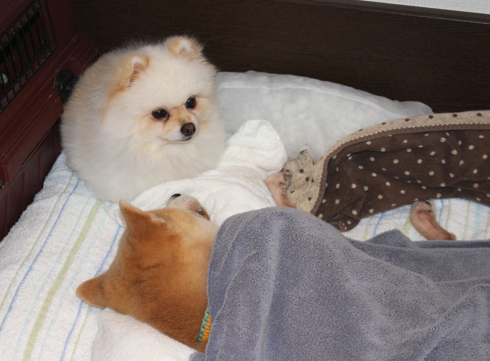 アニマル・ハート・レスキューの保護犬たち