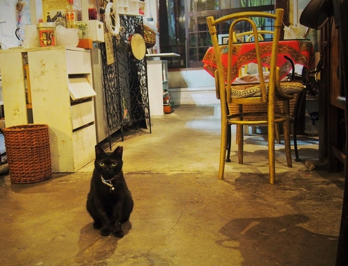 民家カフェの看板猫「シジミ」（辰巳出版 / 佐竹茉莉子)