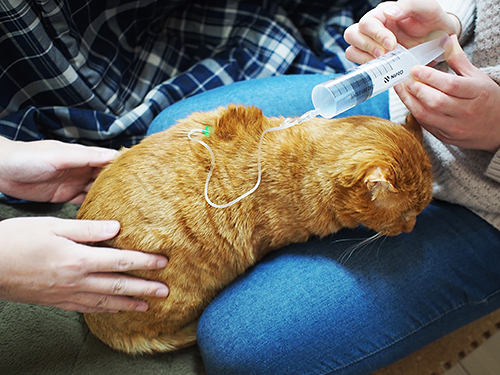 補液注射は、二人がかりで一日３本