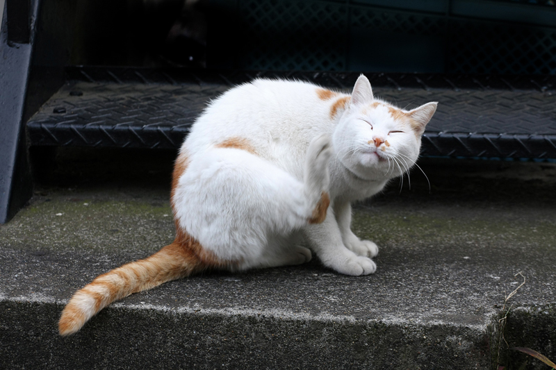 「なぜ？の図鑑」学研プラス提供