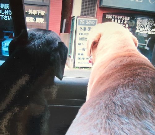 姪っこの結婚式に参加する車中　左が小次郎