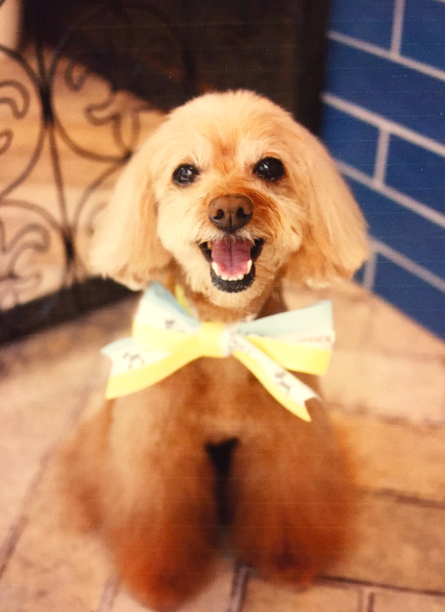 トリミング完了！ ふわっふわ♪