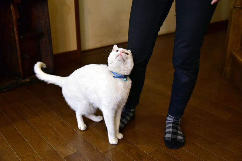 「なぜ？の図鑑」学研プラス提供