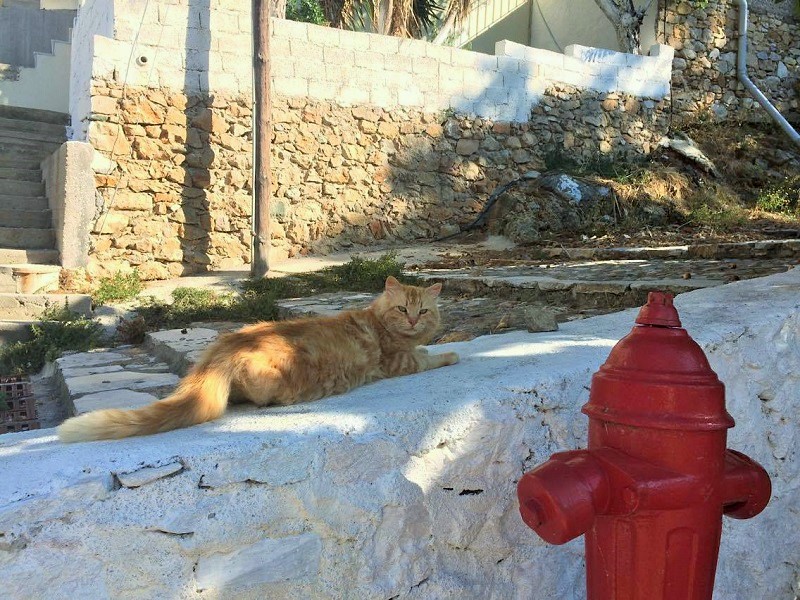 港町に降りて行く小道であった猫。動じない子でした