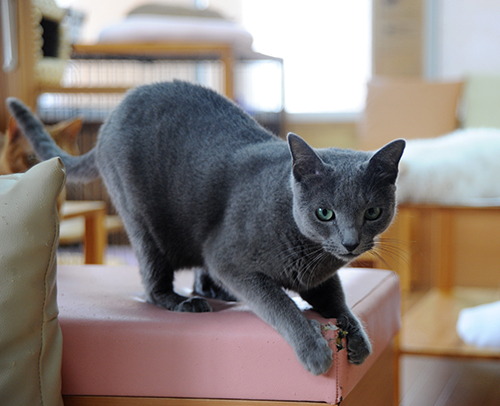 ルナ（ロシアンブルー、メス）は人懐っこい