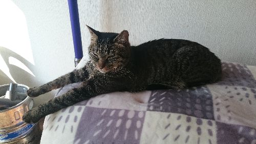 「今は大丈夫だよー」