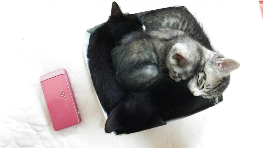 箱に入る子猫４匹