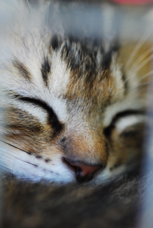 集英社みらい文庫提供