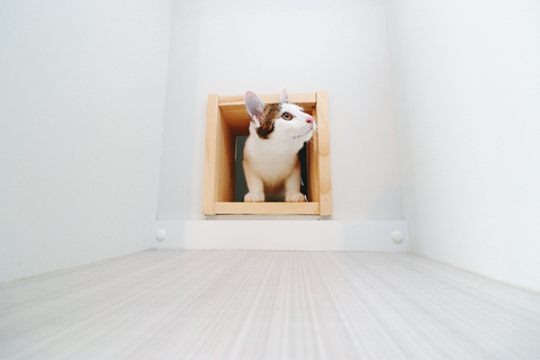 人用の浴室・トイレへ も、猫穴で出入り自由