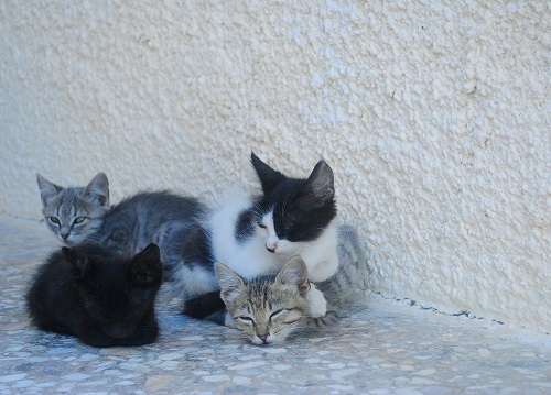 みんなでお昼寝をしたり…むぎゅっ、ぶちちゃん、おも～い