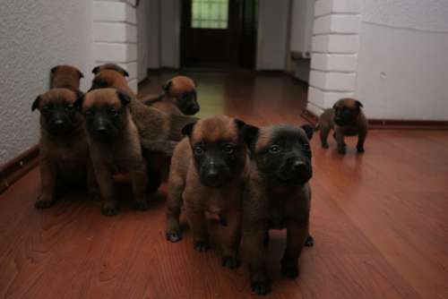 生まれてまもない子犬たち（ｃ）大塚敦子