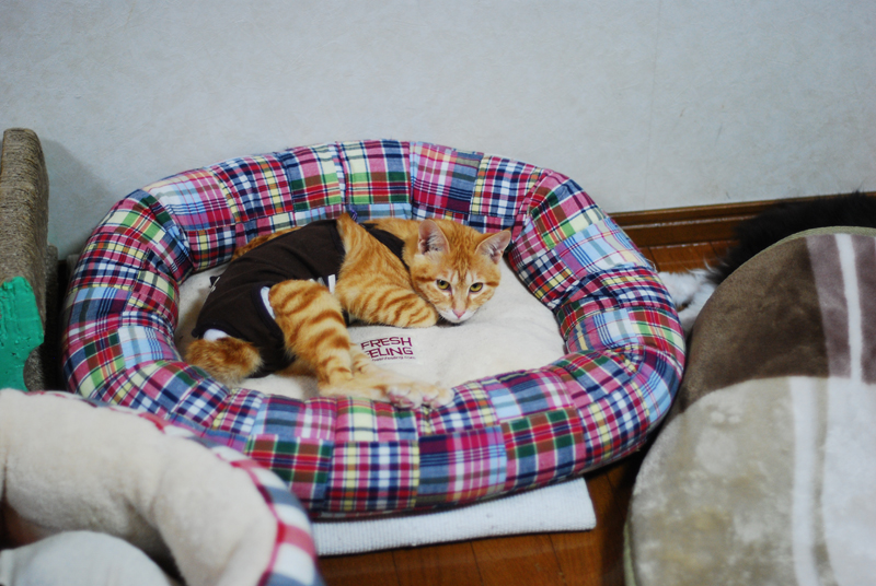 新たな飼い主を待つペコちゃん＝集英社みらい文庫提供