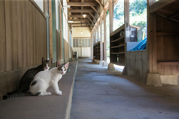 昭和29年に建てられた旧佐柳小学校の木造校舎を自由に出入りして暮らしている