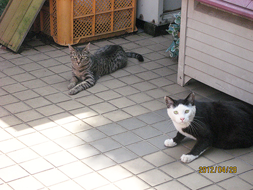 実は幼いころに一度、亀山さんと出会っていた。右の猫はどう見てもカッパちゃん