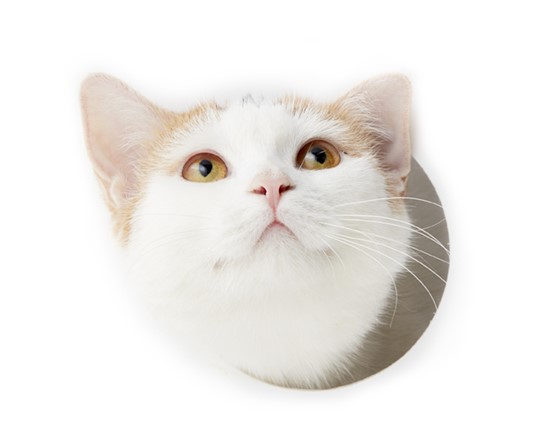 猫だって飲めば陽気にならん事もあるまい。