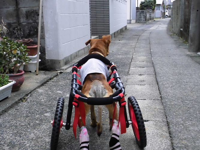 車いすを装着するや、ラッキーは家の前の道を何度も往復した（撮影＝島田須尚）