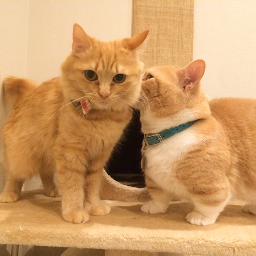 ラブラブなまいる（右）とピアス（左）＝主婦の友社提供