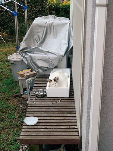 発泡スチロールの箱もお気にいりだった　扶桑社/(C)太田康介