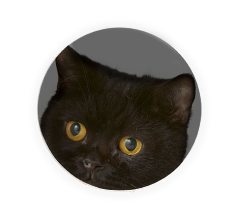 猫だって笑わないとは限らない。人間は自分より外に笑えるものがないように思っている