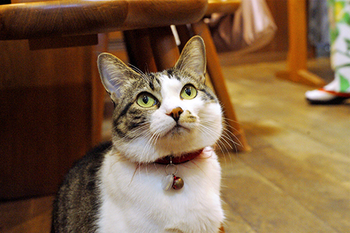 「ももちゃん」と呼ぶと目でお返事（大塚さん提供）