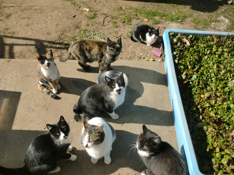 『縁側ネコ一家　ありのままハハケルとマイケルとミカンたち』（さくら舎）より