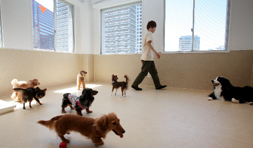 広々としたスペースで犬たちが自由に遊ぶ。犬にも個性があり、活発な子、弱気な子、強気な子などさまざまで、組み合わせを考慮して遊ばせる＝竹谷俊之撮影 
