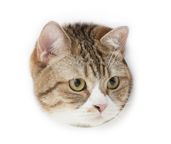 如何に馬鹿でも病気でも主人に変りはない。一飯君恩を重んずという詩人もある事だから猫だって主人の身の上を思わない事はあるまい。