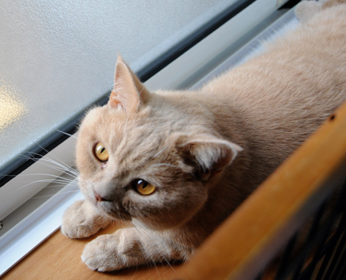 毛色が美しいレノン（ブリティッシュショートヘアー、オス）