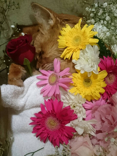 送り出す際に、ソマのまわりを花で彩ってあげた。両手には、深紅のバラ