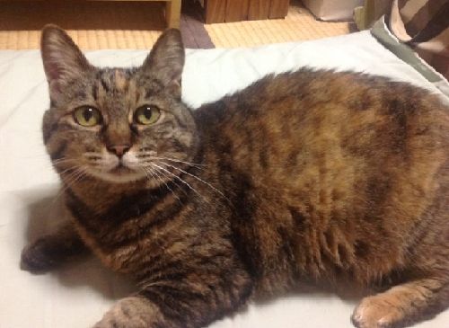 家に来て間もない頃（２０１２年２月頃）