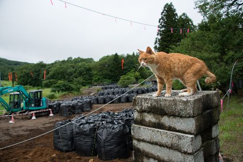 除染で表土が消り取られた農地　写真＝上村雄高